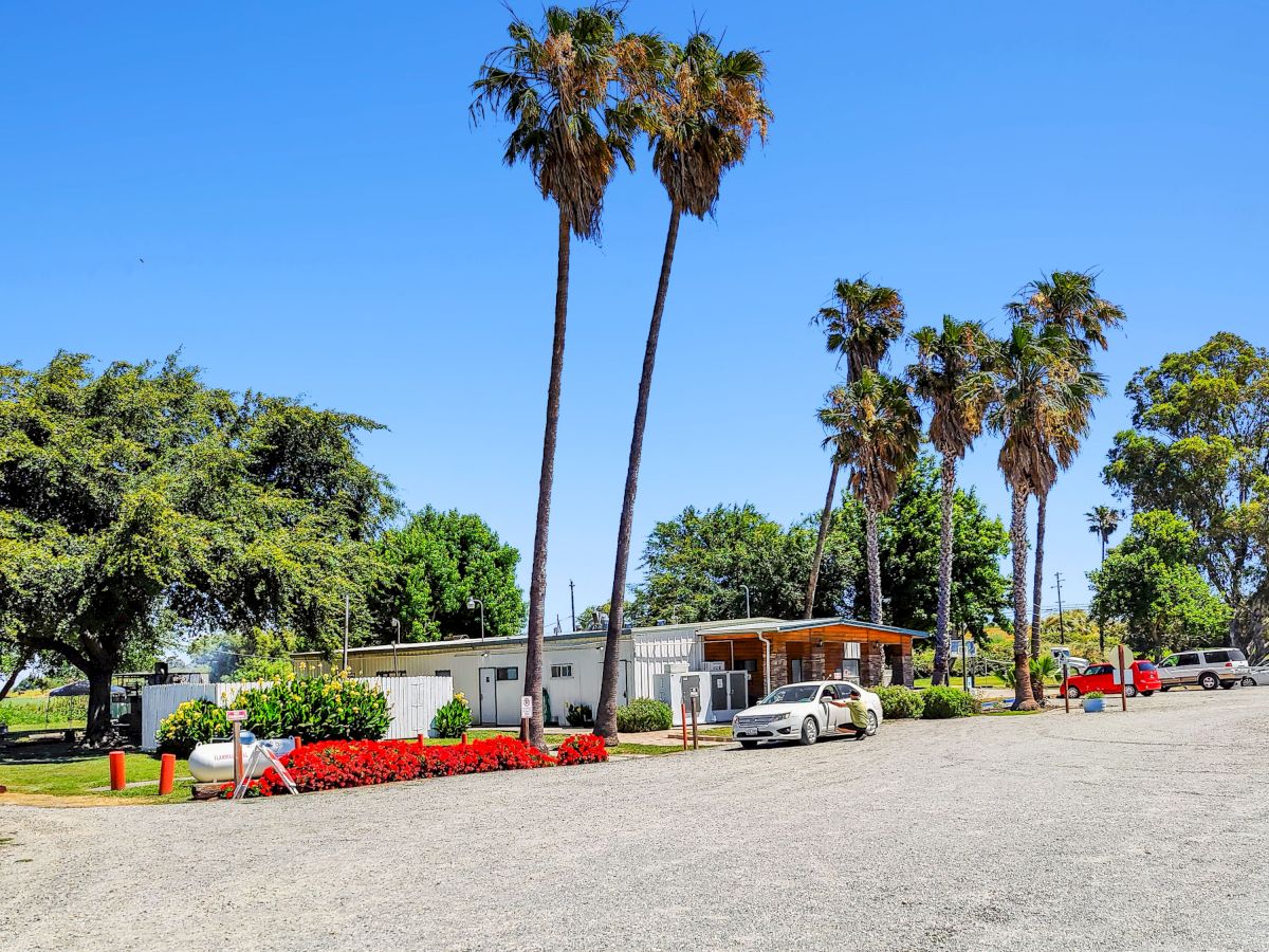A sunny scene at a seaside park with tall palm trees, a gravel road, small buildings, and parked cars along a waterfront stretch.